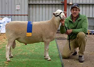 Sheepvention Anden Senior Champion Ram