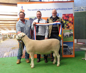 Grand Champion White Suffolk Adelaide Rotal Show 2019